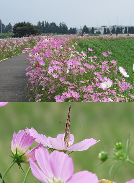 那賀川・コスモス畑（なかがわ・こすもすばたけ）[徳島県]の口コミ・アクセス情報・地図 | 日産ドライブナビ