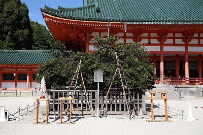 農林水産省 maff -どっちが右？左？今日3月3日はひな祭り。女の子がいるご家庭ではひな人形を飾っているところもあるのではないでしょうか。ひな人形と一緒に飾るのが、桜と橘の樹の飾り。これは、ひな人形のモデルとされている京都御所の紫宸殿 ししんでん で