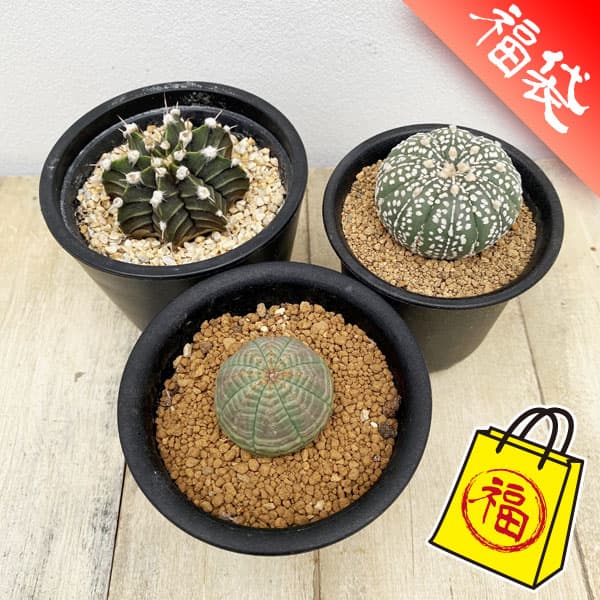 リメイク鉢 ハンドメイド 販売用 リメイク鉢作業工程ハンドメイドの作り方・アイデア暮らし