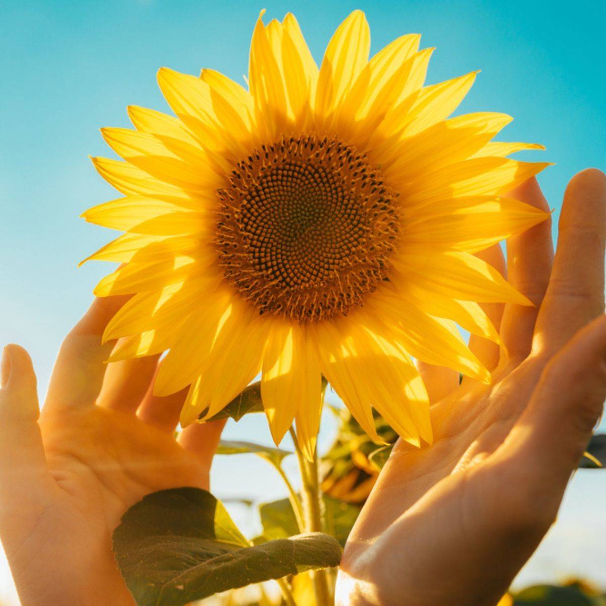 ハンドメイド作家のショップロゴに込めた想いyksi kukkaアイコン誕生ストーリーyksikukkaのあれこれ