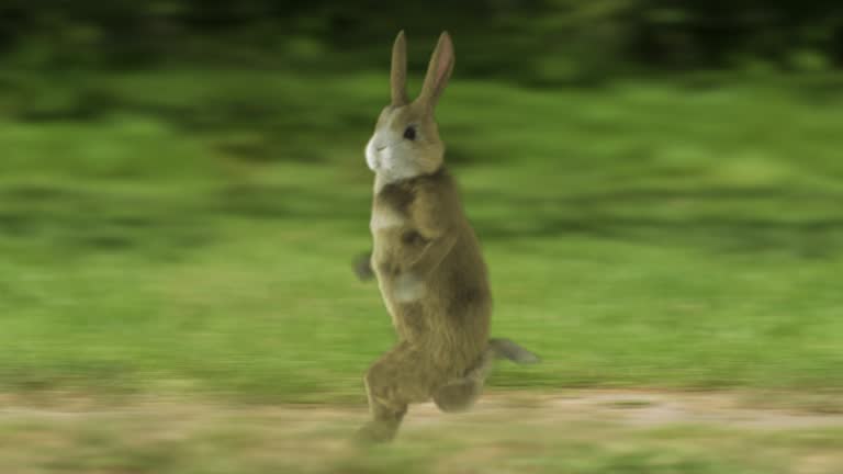 フリー素材 ネタグリーンバック - YouTube