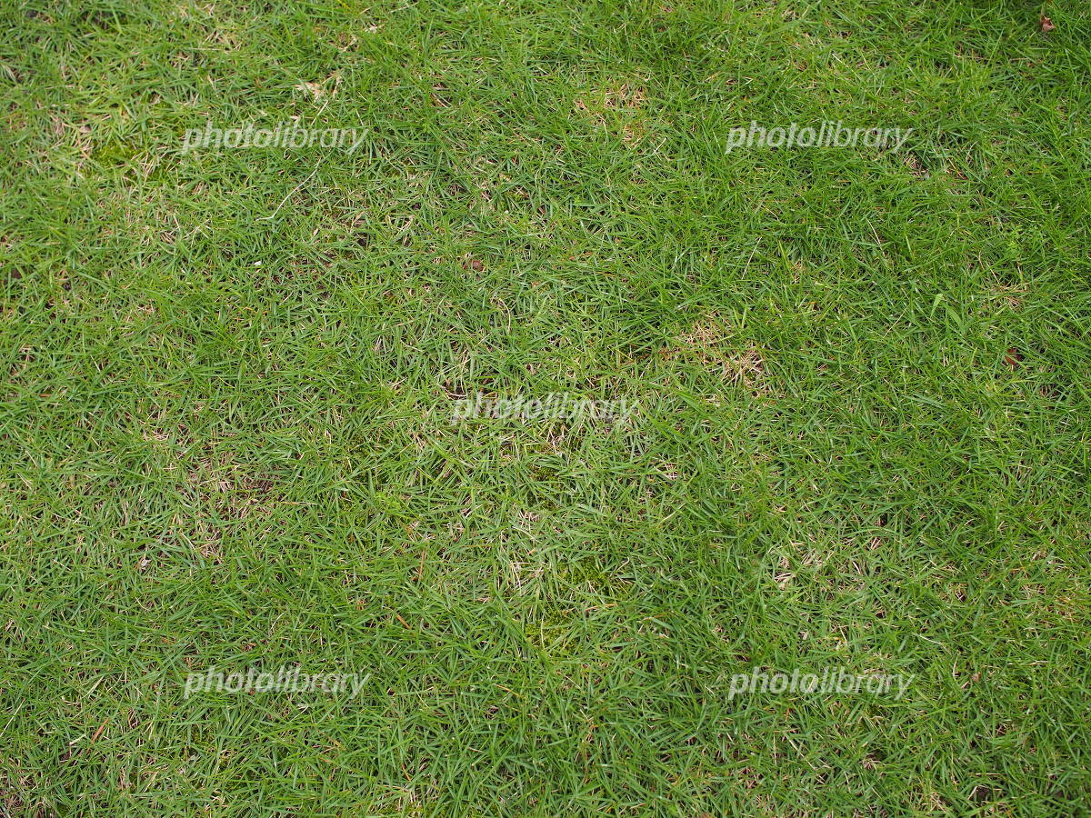芝生 シームレス テクスチャ 地面の写真素材 - PIXTA