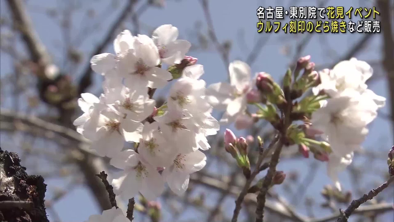 2024年版】名古屋でお花見するなら＜名古屋城・東別院・桜通＞がおすすめ！ | 名古屋市中区季節のお出かけ特集| まいぷれ[名古屋市中区]