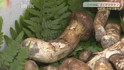 防犯カメラが捉えた〝マツタケ泥棒〟　執念の張り込み 確保の一部始終　〝マツタケ泥棒〟が明かした衝撃の事実（abnステーション　2024.11.08）