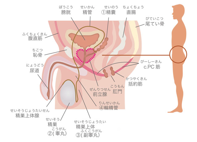 医師監修】【ペニスを硬くするために】たった1分！ほぐすだけで勃起力が上がる方法4選｜イースト駅前クリニックのED治療