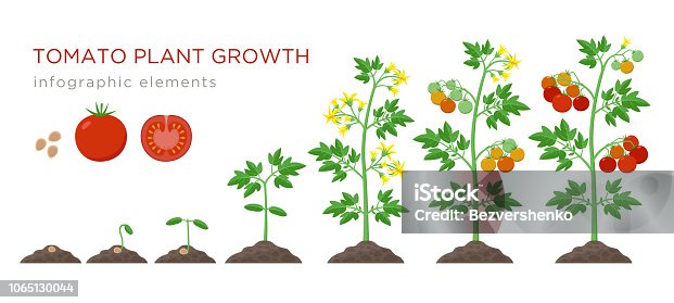 OSMICトマト🍅 千葉県産です😊沼津中央青果静岡県 沼津市 市場 トマト ミニトマト オスミックトマトオスミック 甘い 糖度 高い 千葉 野菜 パッケージ デザイン こだわり オシャレ インスタグラム インスタばえinstagraminstadailyinstagoodtomato mini