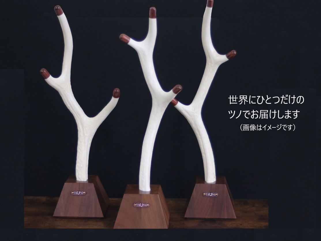 トロフィー用の鹿角🦌仕入れしました。 このハンターさんには本当助かってます🙏🏻 . この処理具合といったらハンパないです。ありがとうございます🙏🏻🎵 . 今年も頑張って作ります 笑.蝦夷鹿鹿角鹿蝦夷鹿の角deer電気スタンドLED電球ランプスタンド