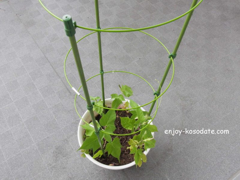 モンステラの支柱をセリア品でアレンジ観葉植物diary