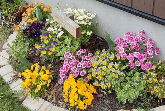 93 件の「ビオラパンジー」や「パンジー」のアイデアを見つけましょう寄せ植え、ガーデニング 花、鉢植え 花 など