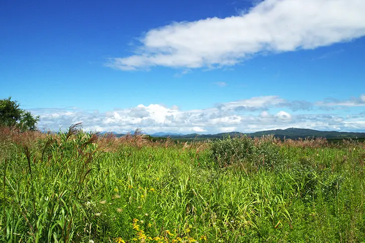 商用OK！CC0のフリー写真素材サイトまとめ7選 海外nakoのITノート