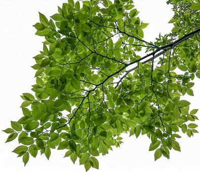 緑の葉っぱのイラスト無料のフリー素材 イラストエイト