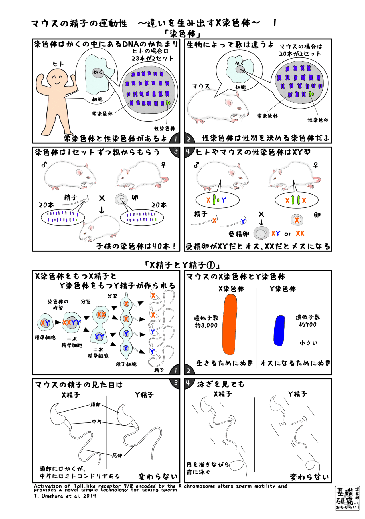 平塚の妊活から通える母乳外来|助産院LunaLuna山西朋子 | 【卵子・精子の質を高める！デーツ(なつめやしの実)】  デーツは、エベレストに登るほどの登山家も必ず常備すると言われるほど、栄養価が高い果実といわれています💡