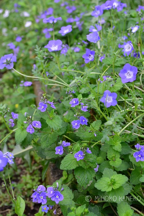 ベロニカの花言葉｜怖い意味はある？種類や品種、花の特徴は？｜🍀GreenSnap（グリーンスナップ）