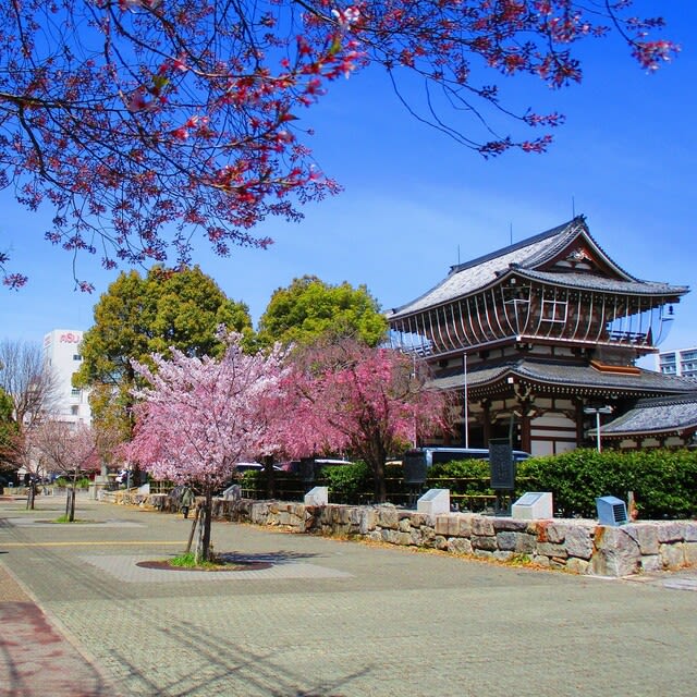 東別院の桜 - 生涯学習の部屋