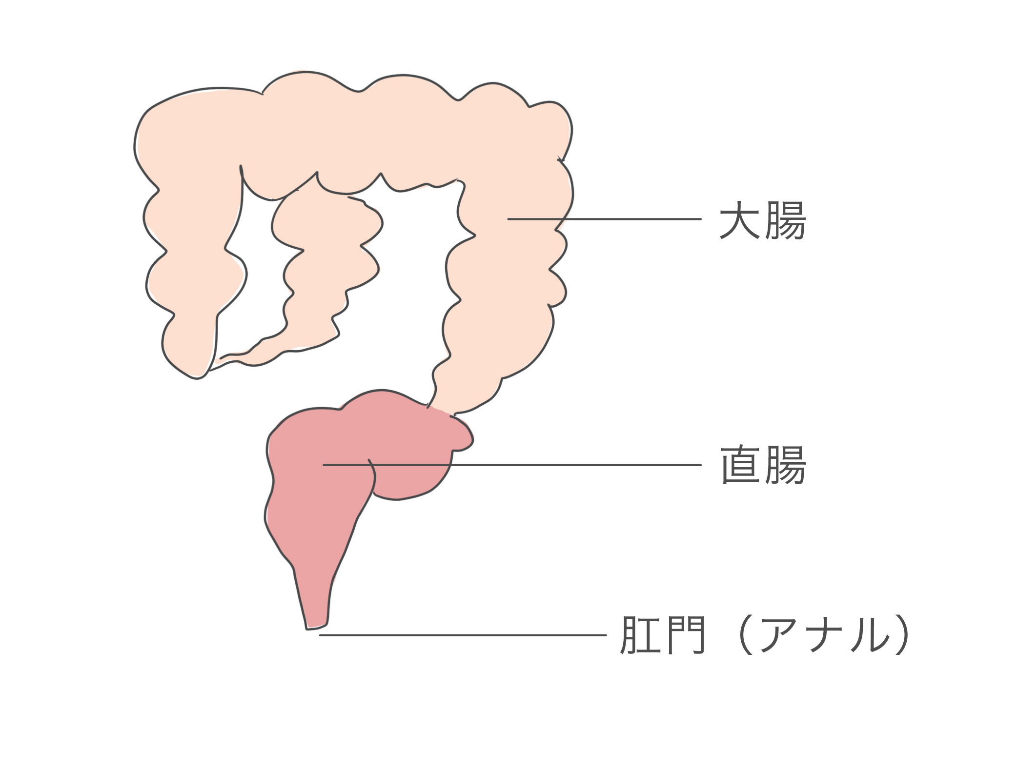 浣腸の上手な使い方