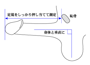 ペニスサイズ調査 | 日本公式サイト |