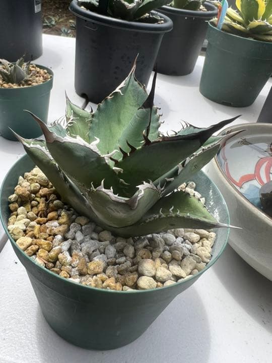 子株4つ付き 黒桃スペード アガベ チタノタ 台湾ナーセリー産 発根済み 親株