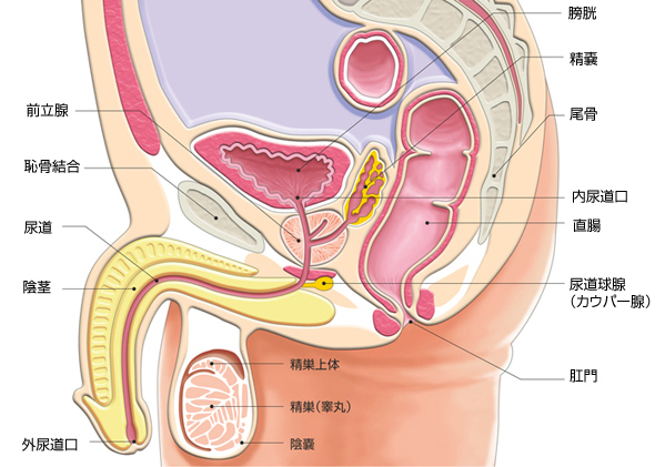 メスイキ初心者は指で前立腺マッサージするのが基本 | シンデレラグループ公式サイト