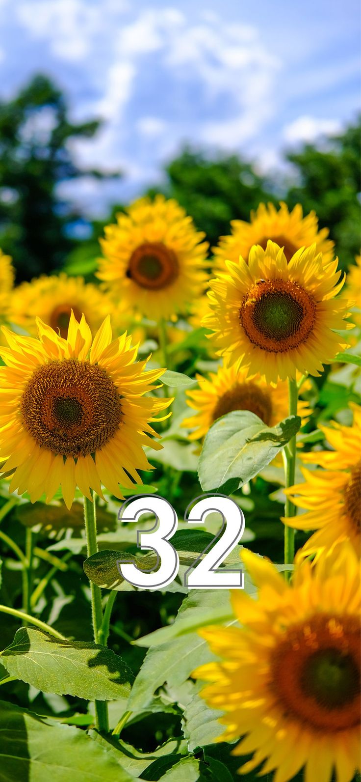 シウマの数字待ち受け「32」の無料壁紙・画面 オーロラLIFETIME-FUN