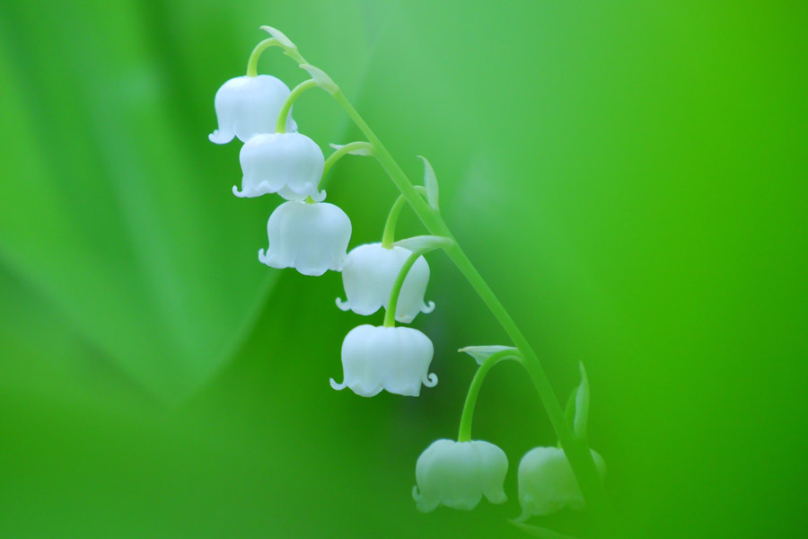 スズランの花の花束は、白い背景で隔離の写真素材・画像素材 Image 20004837