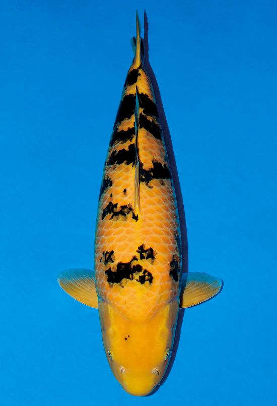 ながさき園田真珠べっ甲工芸 本鼈甲 カフスボタンとネクタイピンのセット - いずみ洋行のストアサイト 通販