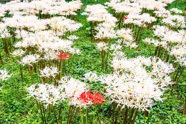 花・野草の観察記録