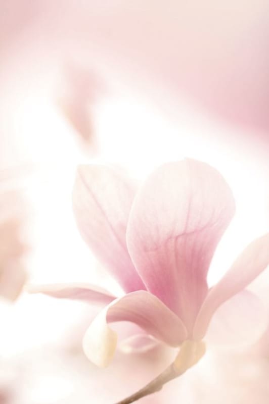 写真はハイキーとローキーで撮れ！極端な露出補正が写真の印象を変える