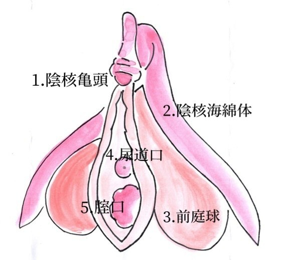 クリトリスが痛い？エッチ後のヒリヒリ対策 - 夜の保健室