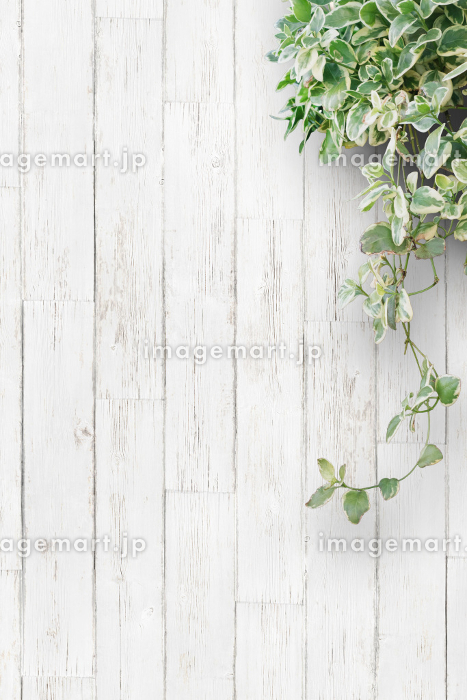 白いの花のイラスト・フリー素材 背景・壁紙No.363『赤白・バラ』