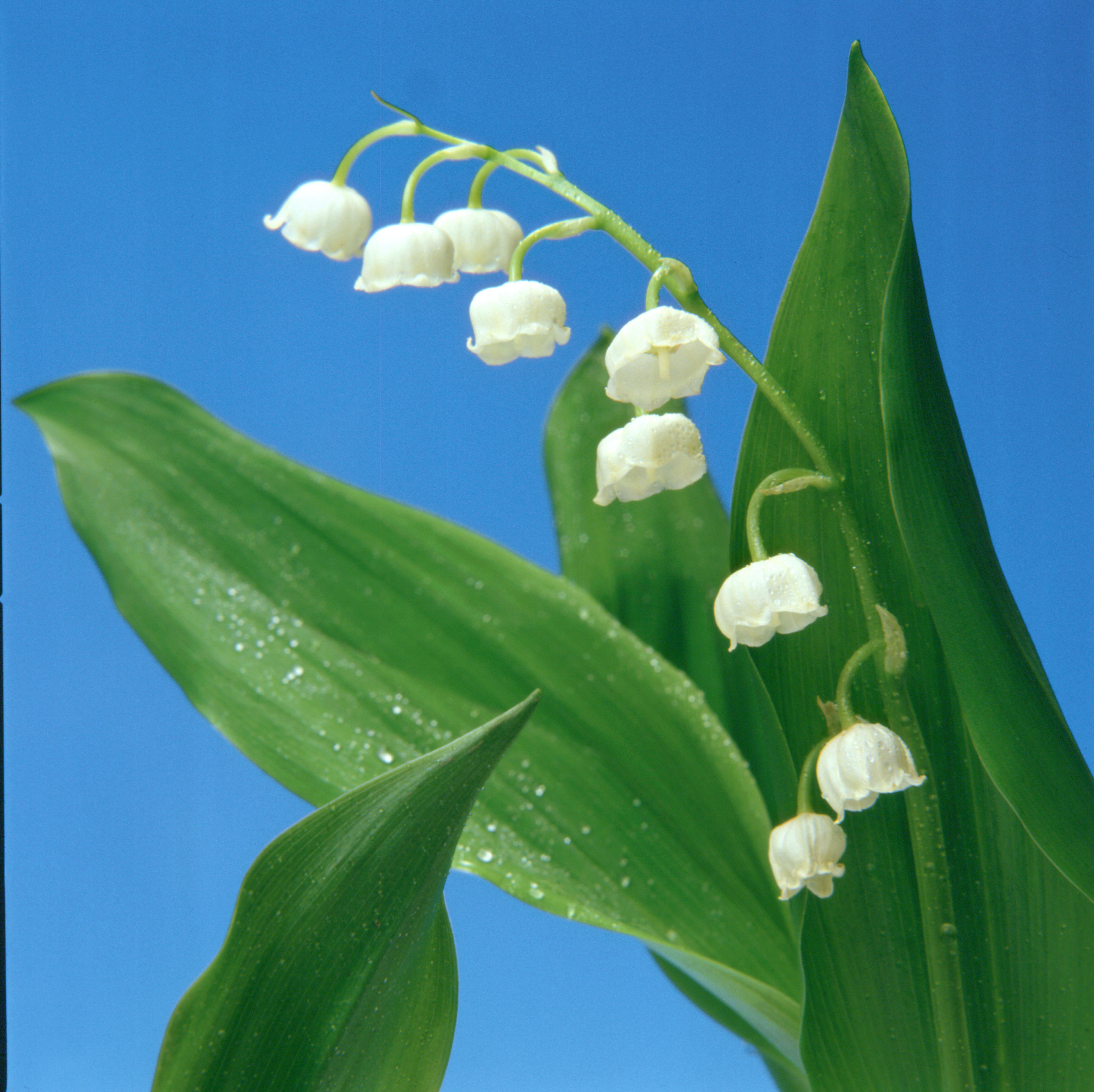 スズラン」の写真素材95,352件の無料イラスト画像Adobe Stock