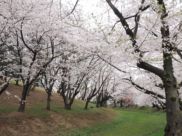 名古屋まち歩き「東別院山門から古渡町交差点までの桜並木散歩」 | オニマガ