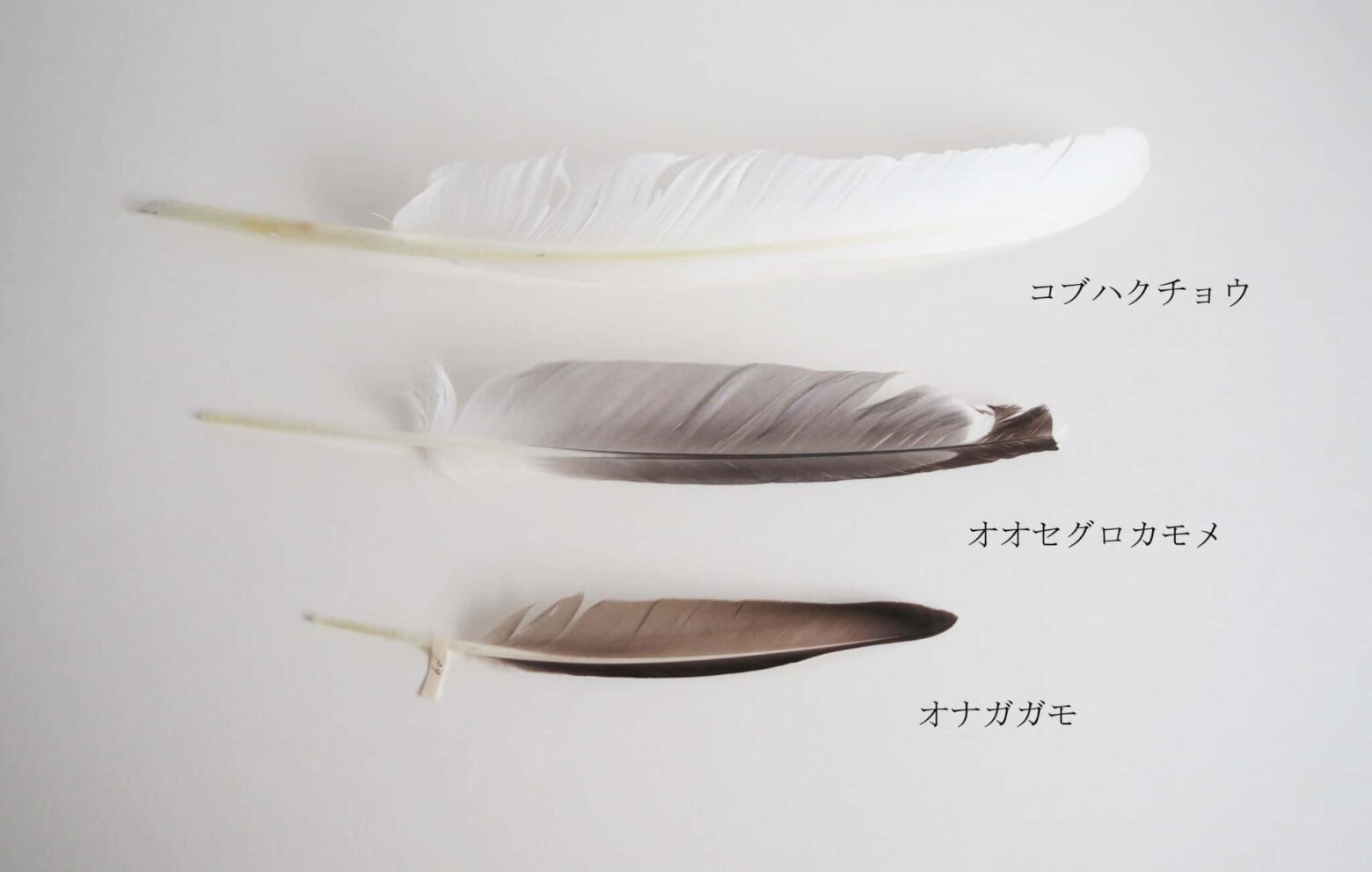 100均で買えるスマホグッズ 羽根ペン風タッチペン- ケータイ Watch