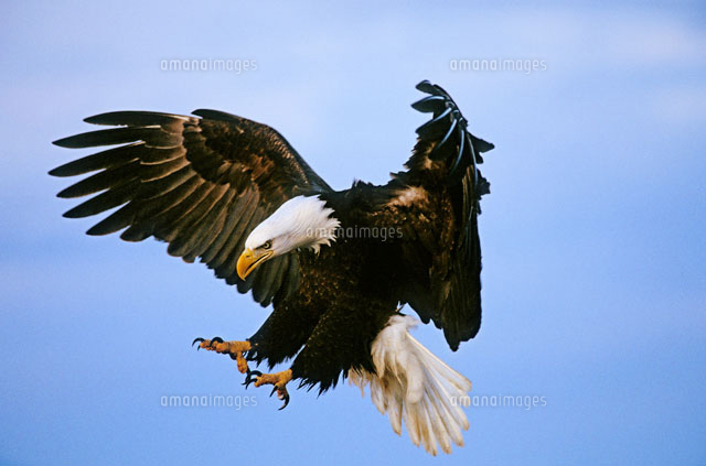 整形外科外来松山ほうじょう動物クリニック