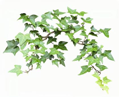 葉っぱの透過素材４枚 - CLIP STUDIO ASSETS