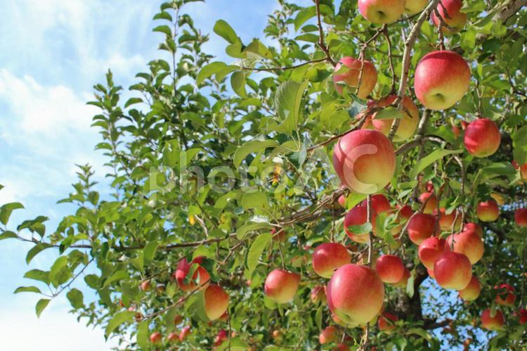 りんごの断面 フリー素材かくぬる素材工房