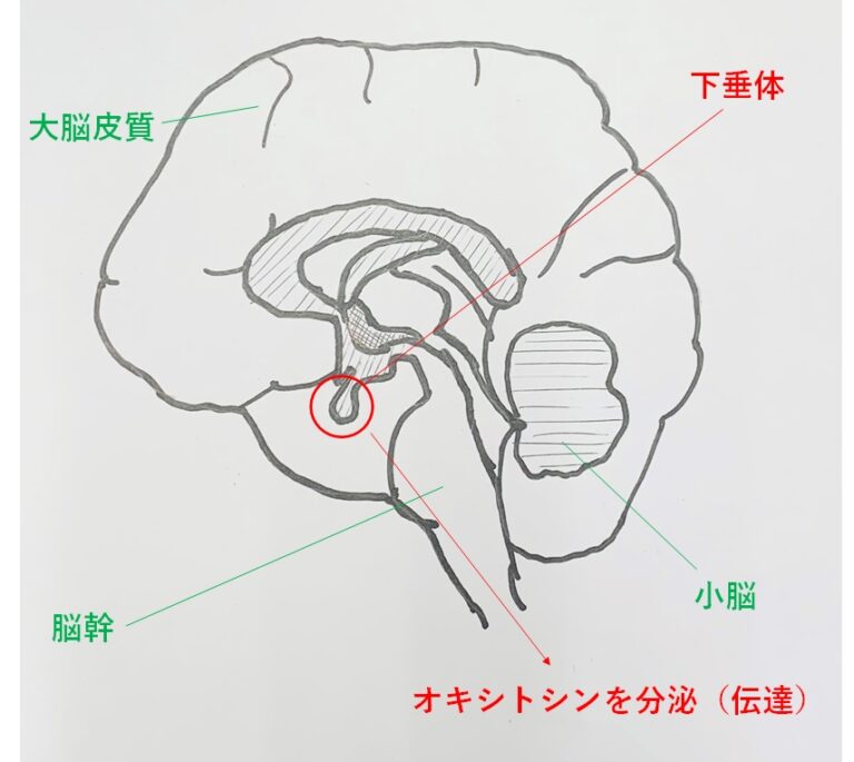 アネロス初心者向け！使い方をマスターして夢のメスイキ体験しよう！ - メスイキ 体験 談