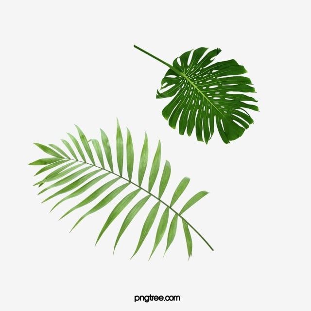 葉の切抜き psd背景透過可- No: 24674360写真素材なら「写真AC」無料 フリー ダウンロードOK