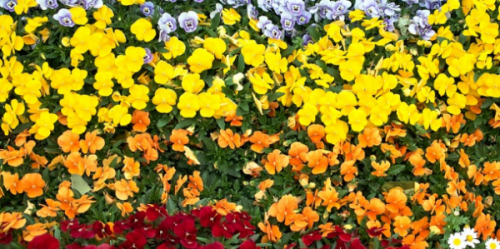 プロが教える ビオラ・パンジーを使ったおしゃれなガーデンを実現する方法！晩秋から初夏のお庭を彩るHello Interior NOTEノート