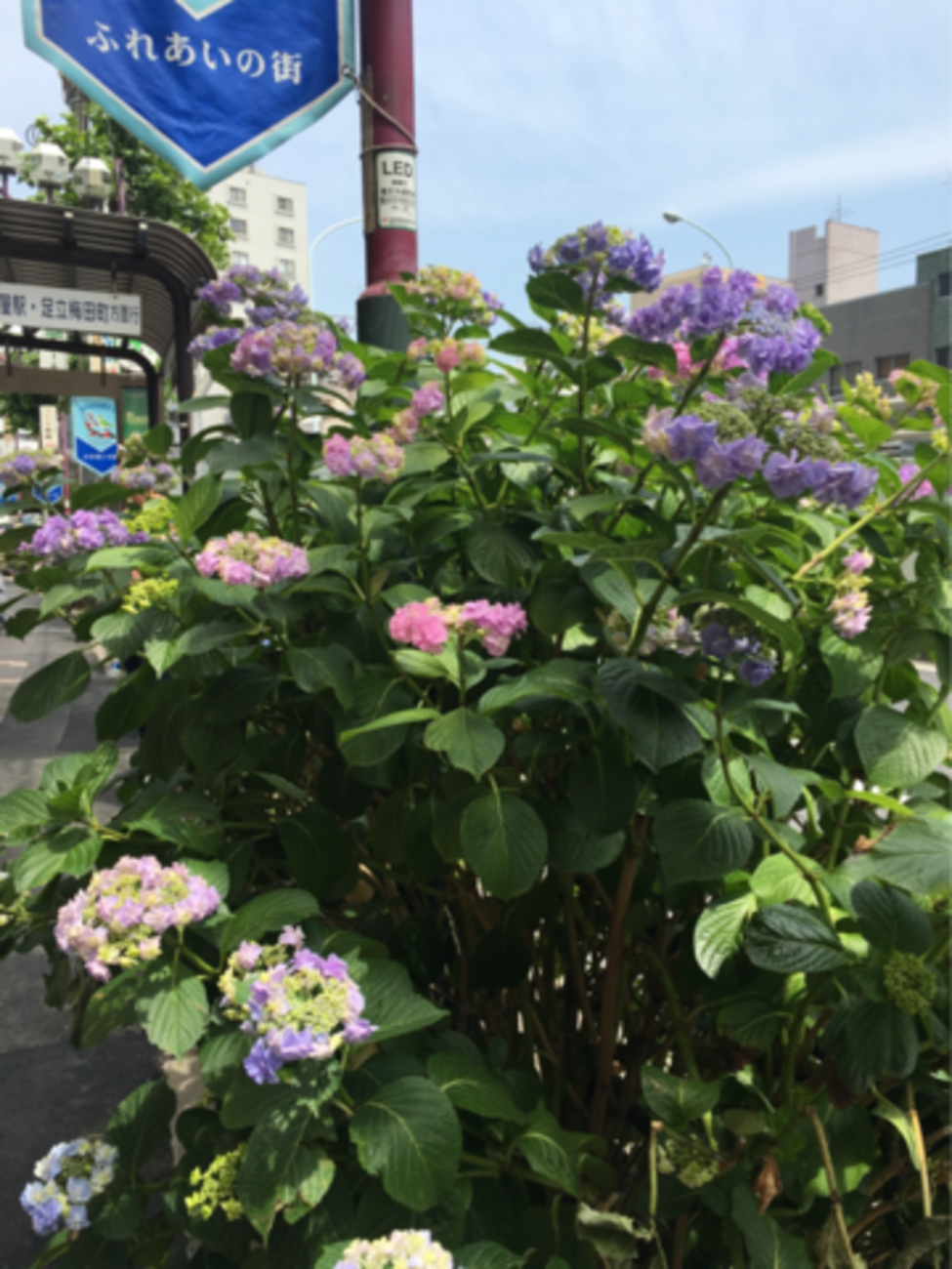 東京都 台東区・鴬谷・浅草・上野 ホテル ニュー大柿