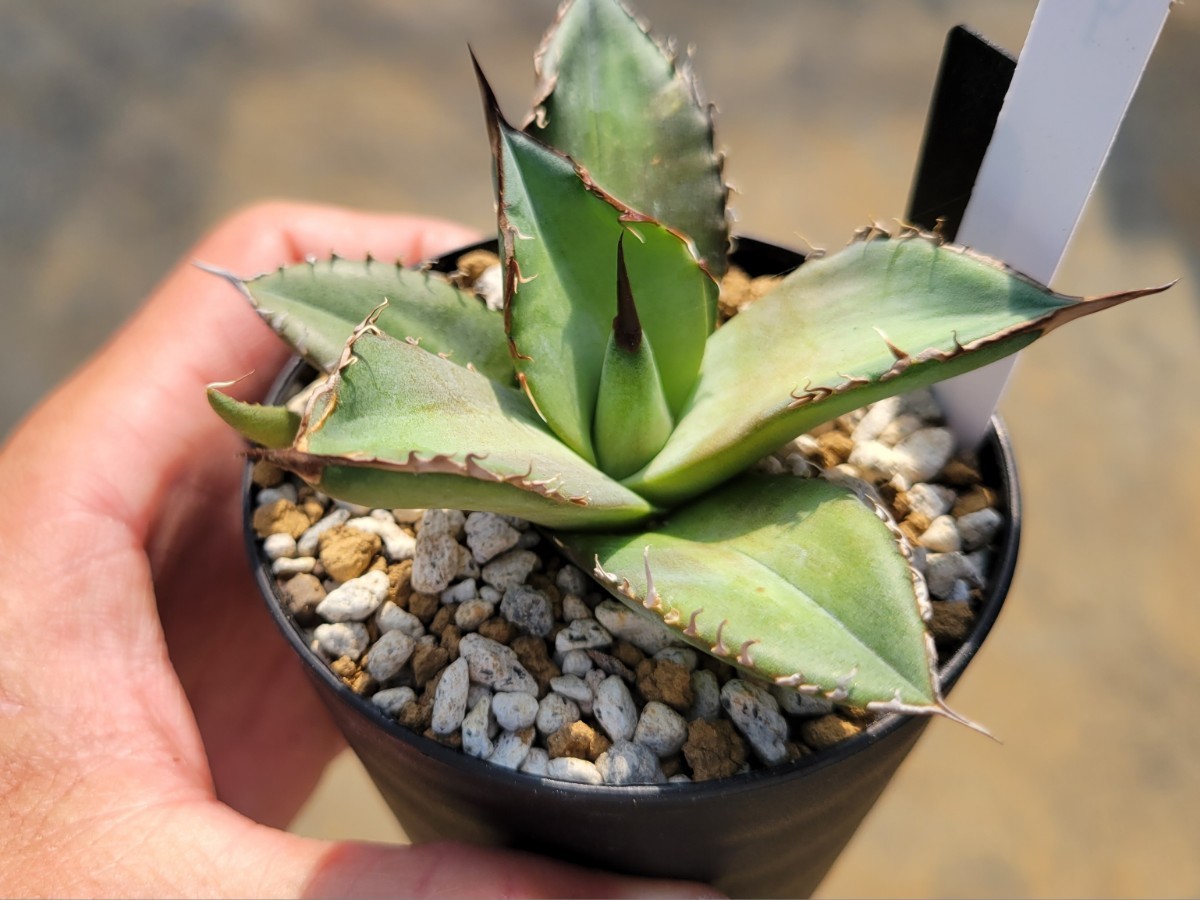 hp 8 アガベ チタノタ fo76 黒桃 スペード 仔株 w約7センチ