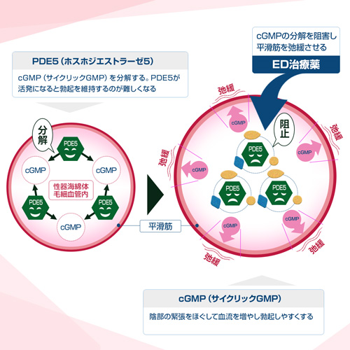 バイアグラの通販は危険？市販購入の注意点とおすすめクリニック | 蒲田西口石川まさとしクリニック