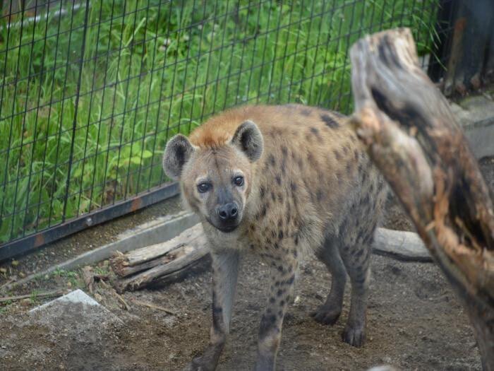 野生動物めくるめく性｜紗綾