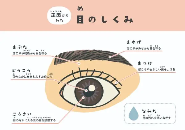 虹彩認証の写真素材写真素材なら「写真AC」無料 フリー ダウンロードOK