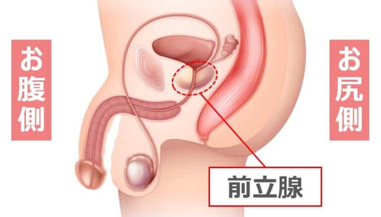 前立腺マッサージとはどんなプレイ？ 風俗エステ嬢がやり方を詳細解説 |