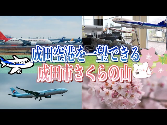 成田山公園の桜（成田市） - お花見2024 - ウォーカープラス