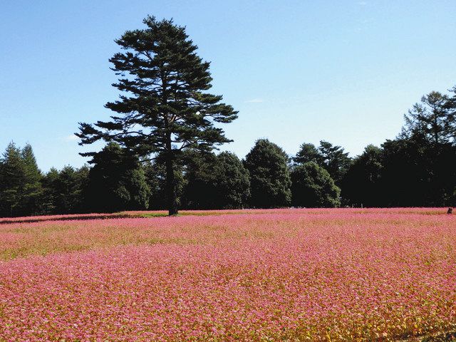 ドラマ・インテリア協力「高嶺の花」 - メディア掲載情報 - ACTUS