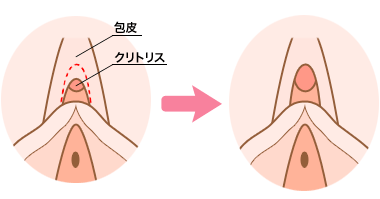 クリトリスの場所はどこ？女性○器の構造や役割をわかりやすく解説