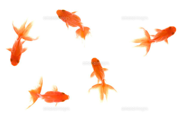 黒い背景に金魚が泳ぐ」の動画素材 ロイヤリティフリー 29060059Shutterstock