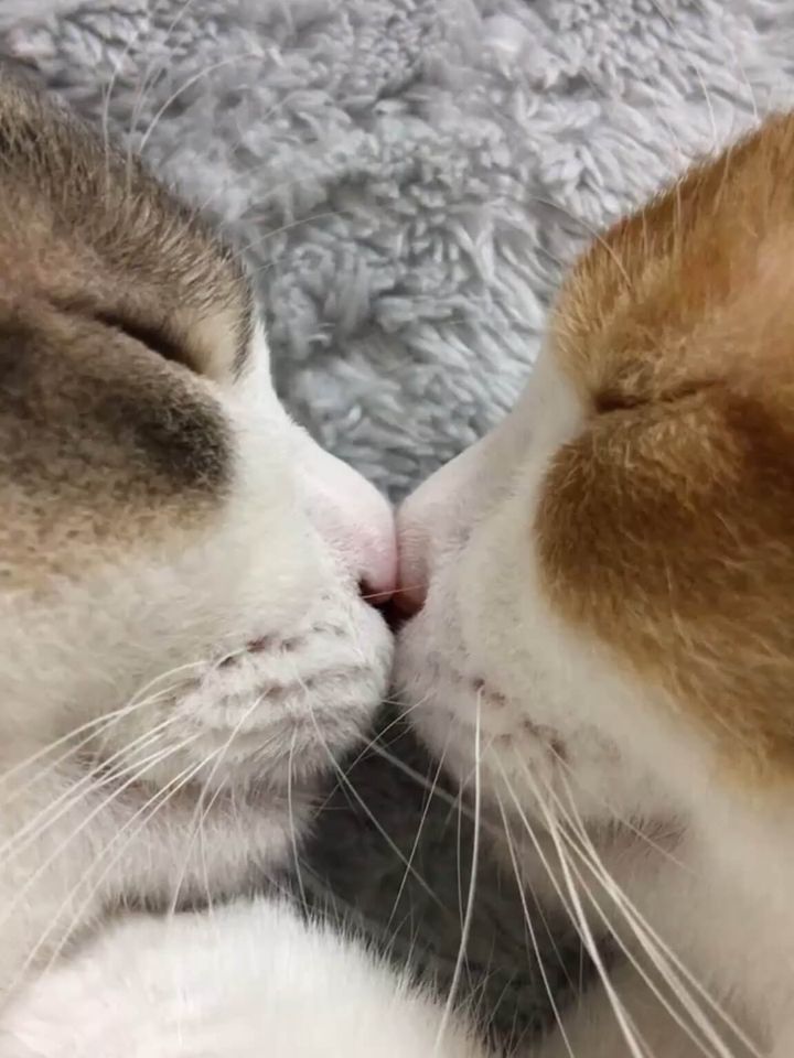 鼻高いカップル キス | TikTok