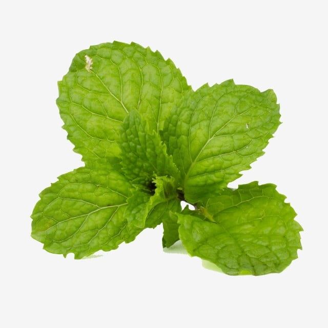 葉っぱイラストフリー素材透過、PNG画像、ベクトル、PSDと無料ダウンロード Pngtree